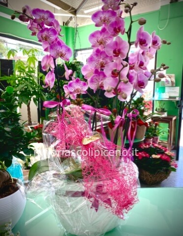 Pianta di Phaleonopsis, diversi colori e grandezze