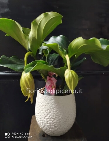 piante fiorite da interno