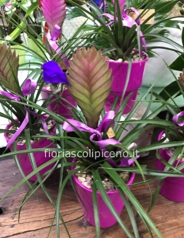 piante piccole da interno fiorite